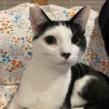 1月11日のひたちなか店に参加するネコスぺ事務局の保護猫20