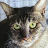 1月11日のひたちなか店に参加するネコスぺ事務局の保護猫22