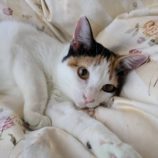 1月11日のひたちなか店に参加するネコスぺ事務局の保護猫23