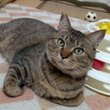 1月11日のひたちなか店に参加するネコスぺ事務局の保護猫24