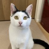 1月11日のひたちなか店に参加するネコスぺ事務局の保護猫25