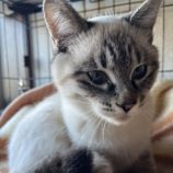 1月11日のひたちなか店に参加するネコスぺ事務局の保護猫26