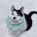 1月11日のひたちなか店に参加するネコスぺ事務局の保護猫27