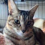 1月11日のひたちなか店に参加するネコスぺ事務局の保護猫28