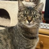 1月11日のひたちなか店に参加するネコスぺ事務局の保護猫29