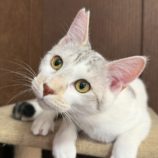 1月18日のひたちなか店に参加するホーリーキャットの保護猫01