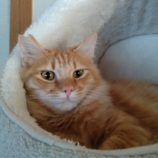 1月18日のひたちなか店に参加するホーリーキャットの保護猫02