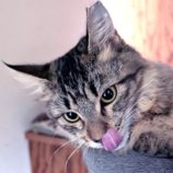 1月18日のひたちなか店に参加するホーリーキャットの保護猫03