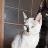 1月18日のひたちなか店に参加するホーリーキャットの保護猫04