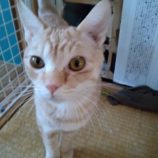 1月18日のひたちなか店に参加するホーリーキャットの保護猫07