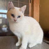 1月18日のひたちなか店に参加するホーリーキャットの保護猫08