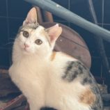 1月18日のひたちなか店に参加するホーリーキャットの保護猫09