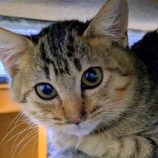 1月18日のひたちなか店に参加するホーリーキャットの保護猫10