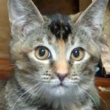 1月18日のひたちなか店に参加するホーリーキャットの保護猫11