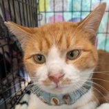 1月18日のひたちなか店に参加するホーリーキャットの保護猫12