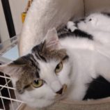 1月18日のひたちなか店に参加するホーリーキャットの保護猫13