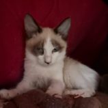 1月18日のひたちなか店に参加するホーリーキャットの保護猫14