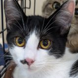 1月18日のひたちなか店に参加するホーリーキャットの保護猫17