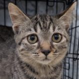 1月18日のひたちなか店に参加するホーリーキャットの保護猫18