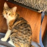 1月18日のひたちなか店に参加するホーリーキャットの保護猫19