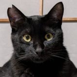 1月18日のひたちなか店に参加するホーリーキャットの保護猫20