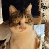 1月18日のひたちなか店に参加するホーリーキャットの保護猫21