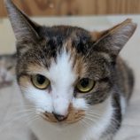 1月18日のひたちなか店に参加するホーリーキャットの保護猫22