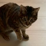 1月18日のひたちなか店に参加するホーリーキャットの保護猫23