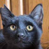 1月18日のひたちなか店に参加するホーリーキャットの保護猫24