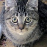 1月18日のひたちなか店に参加するホーリーキャットの保護猫25