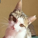 1月18日のひたちなか店に参加するホーリーキャットの保護猫26