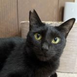 1月18日のひたちなか店に参加するホーリーキャットの保護猫27