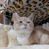 1月18日のひたちなか店に参加するホーリーキャットの保護猫28