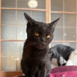 1月18日のひたちなか店に参加するホーリーキャットの保護猫29