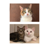 1月18日のひたちなか店に参加するホーリーキャットの保護猫30