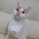 1月11日の市原店に参加するにゃんハートの保護猫10