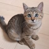 1月11日の市原店に参加するにゃんハートの保護猫01