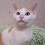 1月11日の市原店に参加するにゃんハートの保護猫02