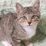 1月11日の市原店に参加するにゃんハートの保護猫03