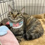 1月11日の市原店に参加するにゃんハートの保護猫04