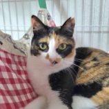 1月11日の市原店に参加するにゃんハートの保護猫05