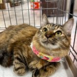 1月11日の市原店に参加するにゃんハートの保護猫06