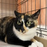 1月11日の市原店に参加するにゃんハートの保護猫07