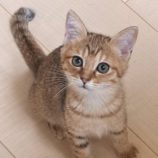 1月11日の市原店に参加するにゃんハートの保護猫09