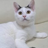 1月11日の市原店に参加するにゃんハートの保護猫11