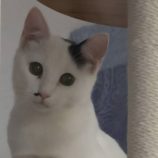 1月11日の市原店に参加するにゃんハートの保護猫12