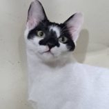 1月11日の市原店に参加するにゃんハートの保護猫13