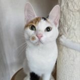 1月11日の市原店に参加するにゃんハートの保護猫14