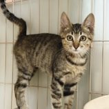 1月11日の市原店に参加するにゃんハートの保護猫15