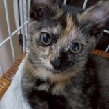 1月4日の伊勢崎店に参加する猫びよりの保護猫04